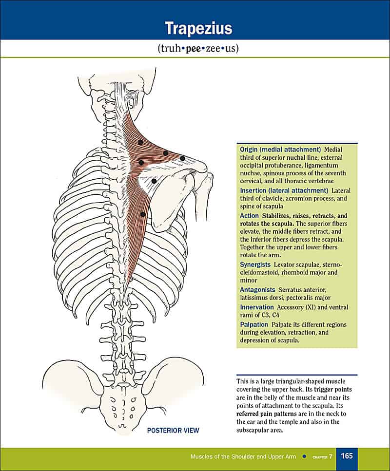 An Illustrated Atlas of the Skeletal Muscles, 4e - Morton Publishing