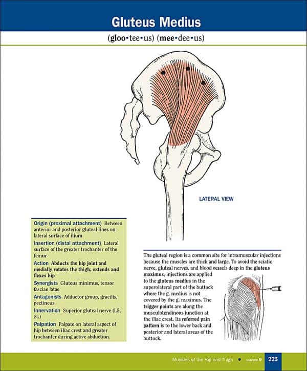 An Illustrated Atlas of the Skeletal Muscles, 4e - Morton Publishing