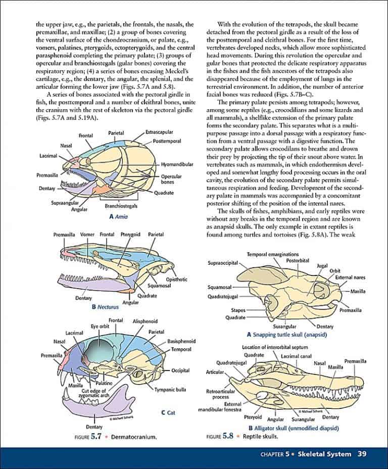 Comparative Anatomy: Manual Of Vertebrate Dissection, 3e - Morton ...