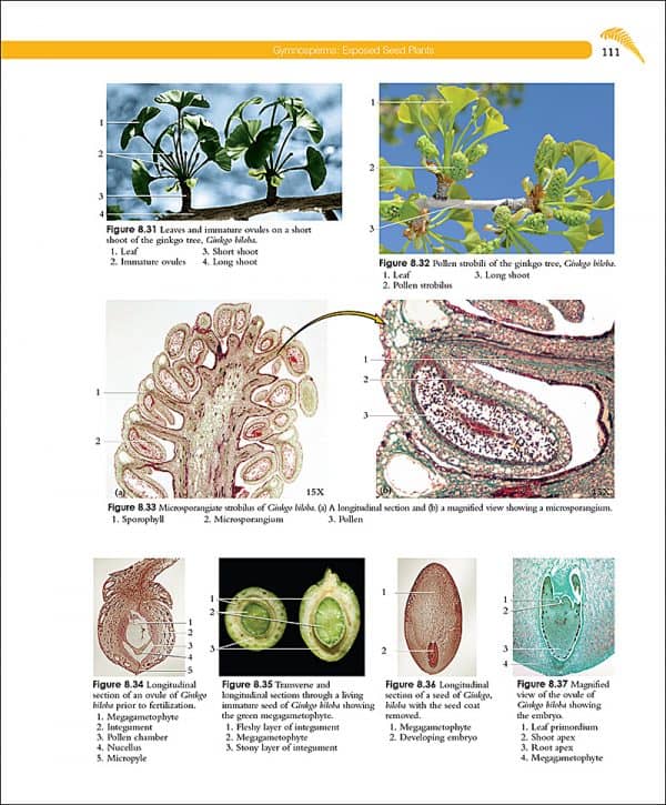 A Photographic Atlas for the Botany Laboratory, 7e Morton Publishing